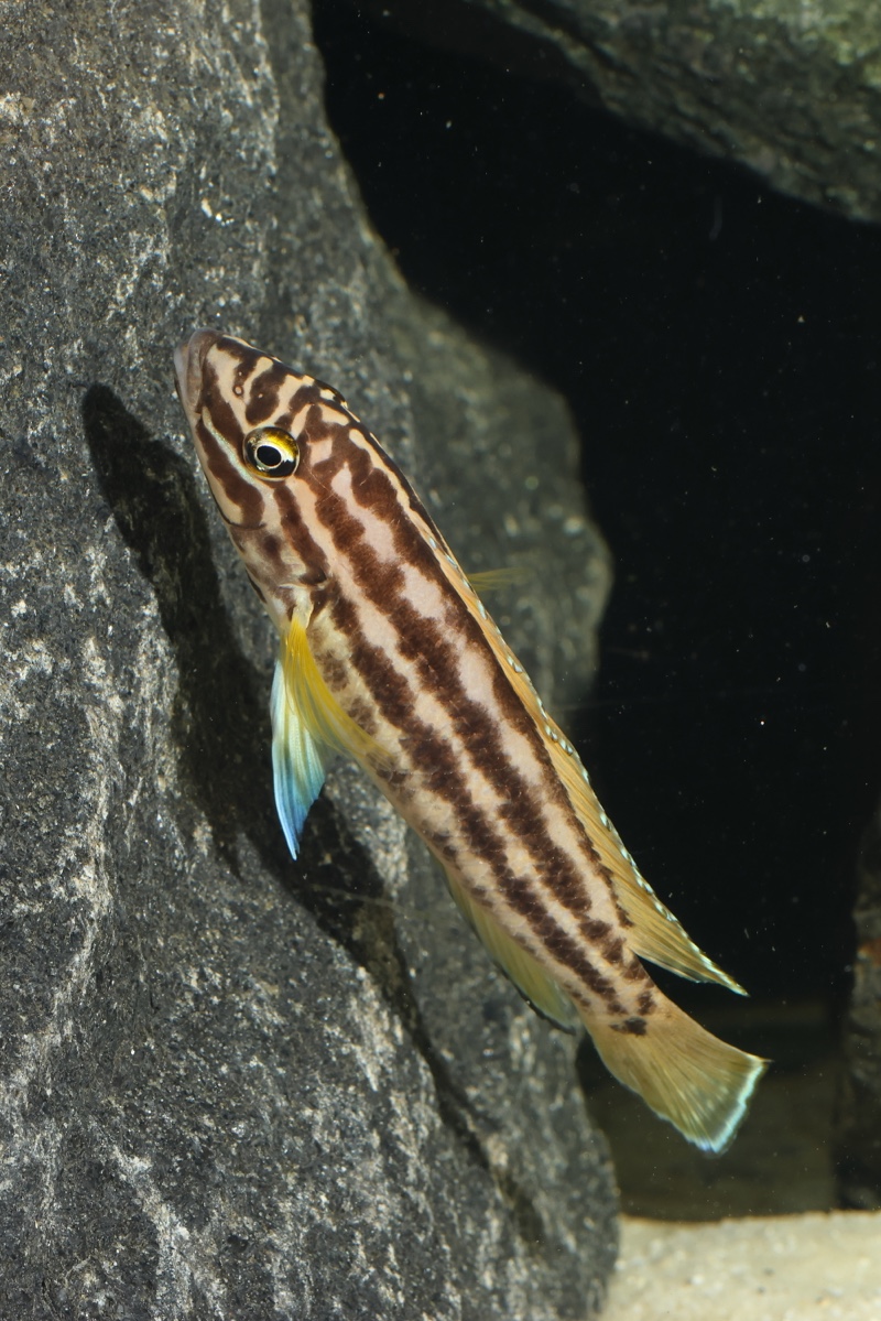 Julidochromis cf. regani 'Mboko Island'